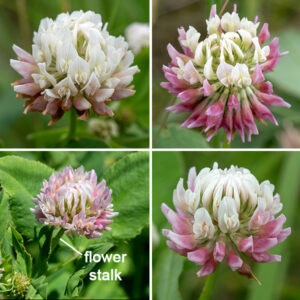 Alsike clover is an exotic perennial native to Europe. Despite the scientific name ("hybridus"), it is not a hybrid. (Linnaeus thought it was a hybrid of red and white clover. It isn't.) The plant is 6-24" tall, with occasional branches along the stems. One- to three-inch-long flower stalks arising from the leaf axils terminate in a flowerhead 1/2-3/4" across; florets tend to be white on the top of the flowerhead and reddish-purple to pink on the bottom, but may all be reddish. Individual florets are 1/4" long with five petals in a pea-like bloom. They have a sharply pointed standard (the major vertical petal, perpendicular to the keel), two petals that make up the keel, and two lateral petals that flank the keel. Ten stamens and a single pistil are hidden inside the keel. Unlike red clover (T. pratense) and white clover (T. repens), there are no pale chevron-shaped markings on the leaflets.