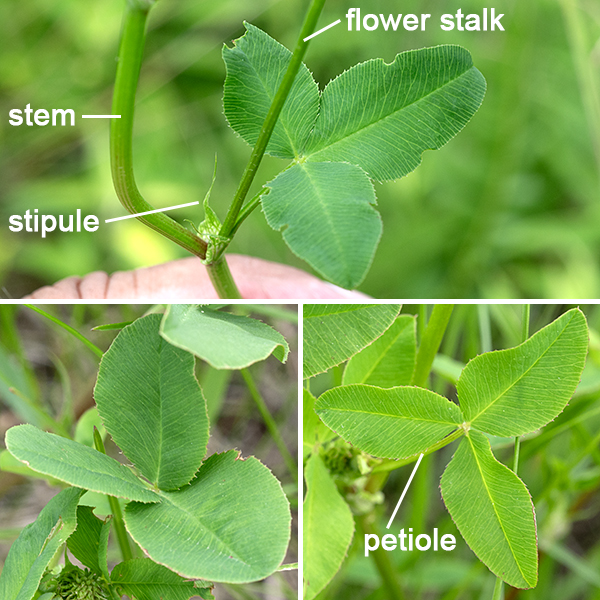 Alsike clover is an exotic perennial native to Europe. Despite the scientific name ("hybridus"), it is not a hybrid. (Linnaeus thought it was a hybrid of red and white clover. It isn't.) The plant is 6-24" tall, with occasional branches along the stems. The stems are green, round in section, and usually hairless. The leaves are alternate, palmately compound with three leaflets, and hairless; the leaves have 1/2" long petioles and a pair of stipules that flank the insertion of the leaf petiole on the stem. The stipules are triangular or teardrop-shaped, fused to the stem for about a third of their length, tapering to a sharp point at the distal end, and thin with parallel green venation. The leaflets are about 1/2" long with sharply serrated edges, oblong or egg-shaped, each leaflet with a 1 mm long (or less) petiolule connecting it to the tip of the petiole. Unlike red clover (T. pratense) and white clover (T. repens), there are no pale chevron-shaped markings on the leaflets.