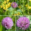 The upper stems of red clover end in 3/4-1" wide pinkish-purple (not actually red) flowerheads, usually with 1-3 leaflets or a compound leaf and some pointed bracts immediately below the bloom. The florets are tubular modification of a typical pea-like flower with five petals; the upper petal (the standard) is slightly longer than the other four petals and has a slightly pointed tip. Red clover is easily identified by the pinkish-purple flowerheads, the leaflets inserted just below the flowerheads, and the white chevrons on the leaflets.