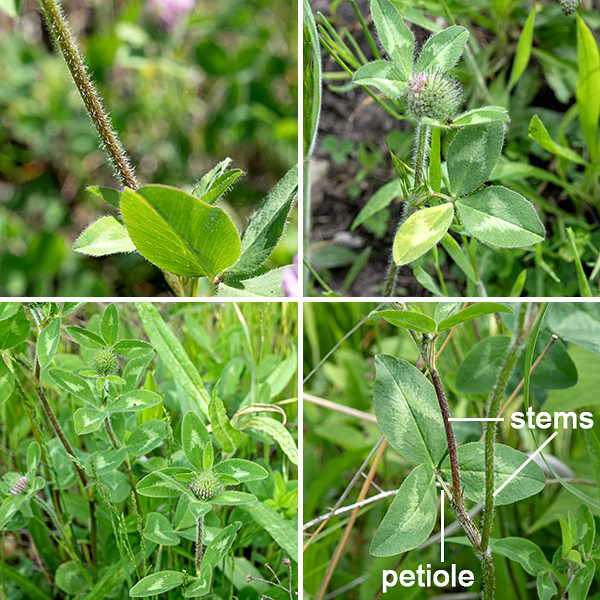 Red clover is an exotic biennial or perennial native to the Old World but long naturalized in both North and South America (the former since the late 1600s). It grows to heights of 6-24" with numerous branches. The stems are hairy; they may be sprawling or erect. The leaves are alternate, palmately compound, with three leaflets; lower leaves have long, hairy petioles while the upper leaves are sessile or nearly so. The leaflets are large (up to 2" long and 3/4" across), oval or a bluntly pointed egg shape, with whitish or light green inverted chevrons in the middle of the leaflets (often considerably faded). The leaflets are all sessile and have smooth margins.
