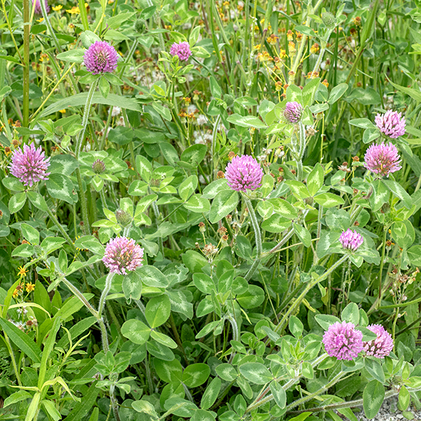 Red clover is an exotic biennial or perennial native to the Old World but long naturalized in both North and South America (the former since the late 1600s). It grows to heights of 6-24" with numerous branches. The stems are hairy; they may be sprawling or erect. The leaves are alternate, palmately compound, with three leaflets; lower leaves have long, hairy petioles while the upper leaves are sessile or nearly so. The leaflets are large (up to 2" long and 3/4" across), oval or a bluntly pointed egg shape, with whitish or light green inverted chevrons in the middle of the leaflets (often considerably faded). The leaflets are all sessile and have smooth margins. The upper stems end in 3/4-1" wide pinkish-purple (not actually red) flowerheads, usually with 1-3 leaflets or a compound leaf and some pointed bracts immediately below the bloom. The florets are tubular modification of a typical pea-like flower with five petals; the upper petal (the standard) is slightly longer than the other four petals and has a slightly pointed tip. Red clover is easily identified by the pinkish-purple flowerheads, the leaflets inserted just below the flowerheads, and the white chevrons on the leaflets.