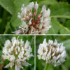 White clover's hairless, leafless flower stalks are up to 3" long. They emerge directly from the horizontal stems and grow perpendicular to the ground, producing a single globular 3/4" wide flowerhead at their tips. The flowerheads are all white, consisting of 20-50 pea-like florets. The florets are tubular, consisting of a green calyx with five long, narrow teeth, and five white or pinkish-white petals (a standard, two petals making the keel, and a pair of lateral petals flanking the keel). White clover is similar to alsike clover (T. hybridum), but that species usually has some pink in the flowerheads and never has white chevrons on the leaflets.