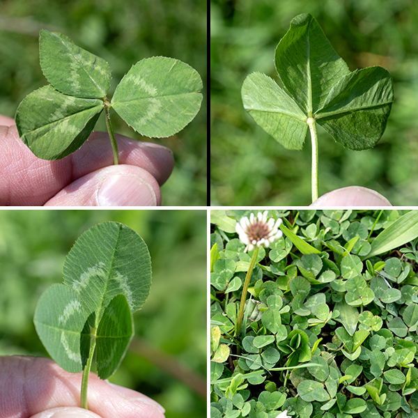 White clover is an exotic perennial native to Eurasia, now widely naturalized (including in lawns). It is a low growing plant (about 6") that tends to branch near the base of the stems. The hairless, light green stems can be up to a foot long and tend to sprawl across the substrate. The leaves are alternate, hairless, palmately compound with three leaflets that have sharply serrated edges (like alsike clover) more prominent near the base of the leaflets. The leaves have  long (up to 8"), hairless petioles; the insertion of the petiole on the stem is flanked by a pair of narrow, 1/2" long, membranous stipules. The leaflets are oval or egg-shaped, 3/4" long and half as wide, with whitish inverted chevrons (often considerably faded, sometimes absent) on the middle of the leaflets.
