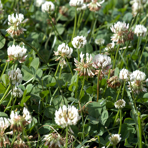 White clover is an exotic perennial native to Eurasia, now widely naturalized (including in lawns). It is a low growing plant (about 6") that tends to branch near the base of the stems. The hairless, light green stems can be up to a foot long and tend to sprawl across the substrate. The leaves are alternate, hairless, palmately compound with three leaflets that have sharply serrated edges (like alsike clover) more prominent near the base of the leaflets. The leaves have  long (up to 8"), hairless petioles; the insertion of the petiole on the stem is flanked by a pair of narrow, 1/2" long, membranous stipules. The leaflets are oval or egg-shaped, 3/4" long and half as wide, with whitish inverted chevrons (often considerably faded, sometimes absent) on the middle of the leaflets. Hairless, leafless flower stalks up to 3" long emerge directly from the horizontal stems and grow perpendicular to the ground, producing a single globular 3/4" wide flowerhead at their tips. Flowerheads are all white, consisting of 20-50 pea-like florets. The florets are tubular, consisting of a green calyx with five long, narrow teeth, and five white or pinkish-white petals (a standard, two petals making the keel, and a pair of lateral petals flanking the keel). White clover is similar to alsike clover (T. hybridum), but that species usually has some pink in the flowerheads and never has white chevrons on the leaflets.
