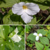 Large-flowered trillium's single flower sits on a 1-3" long flower stalk; the flower is 3-4" across and leans to one side (but doesn't droop). The flower consists of three green, lance-shaped sepals with rounded bases, three white (pinkish in older flowers) petals with wavy edges, six stamens with golden yellow anthers, a central white ovary, and three styles fused basally but with separated, dull-yellow stigmas. The fruit is a six-angled, globose capsule, about 1/2" long, that is initially green but darkens as it matures; it splits open to release the seeds. The seeds carry an attached oily, fleshy food reward (an elaiosome) and are dispersed by ants which inadvertently deposit the seeds in their nests to take advantage of the reward. Large-flowered trillium prefers shady environments like woodlands and is slow to mature — it can take several years for a sprout to produce flowers.