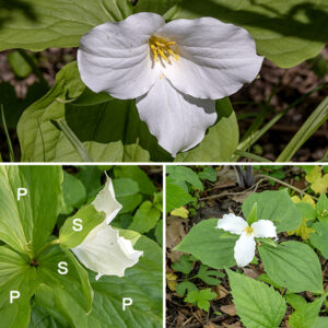 Large-flowered trillium's single flower sits on a 1-3" long flower stalk; the flower is 3-4" across and leans to one side (but doesn't droop). The flower consists of three green, lance-shaped sepals with rounded bases, three white (pinkish in older flowers) petals with wavy edges, six stamens with golden yellow anthers, a central white ovary, and three styles fused basally but with separated, dull-yellow stigmas. The fruit is a six-angled, globose capsule, about 1/2" long, that is initially green but darkens as it matures; it splits open to release the seeds. The seeds carry an attached oily, fleshy food reward (an elaiosome) and are dispersed by ants which inadvertently deposit the seeds in their nests to take advantage of the reward. Large-flowered trillium prefers shady environments like woodlands and is slow to mature — it can take several years for a sprout to produce flowers.