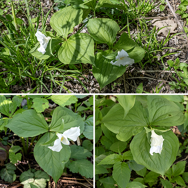 Large-flowered trillium (aka, white trillium) is a native perennial that can be 9-18" tall. In Illinois, it is largely restricted to the northern quarter of the state; it is unobtrusive but reasonably common in Jackson Park. The main stem is round in section, hairless, pale green or pale reddish green, has three terminal leaves, and produces a single flower at its tip. The leaves are 6" long and 5" across, glossy, oval, hairless, medium green, and sessile; they have smooth margins and mostly parallel primary veins. The leaves are arranged in a single whorl (of three leaves) at the tip of the stem, just below the flower stalk.