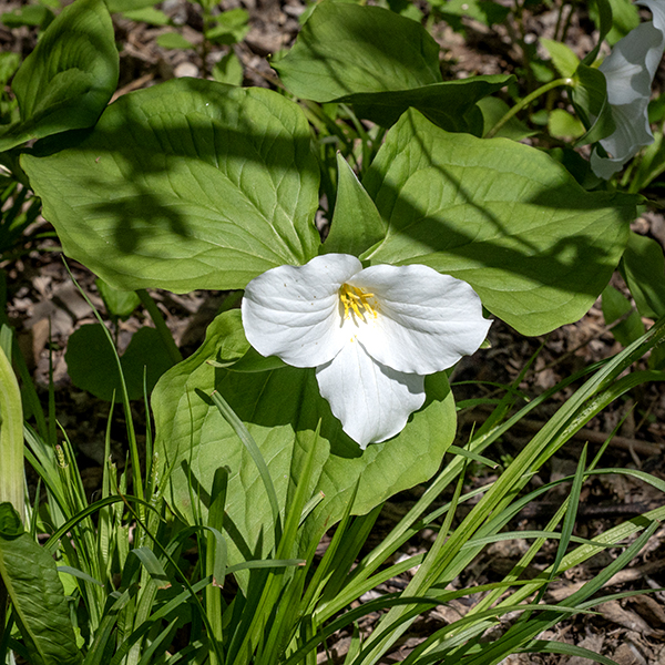 Large-flowered trillium (aka, white trillium) is a native perennial that can be 9-18" tall. In Illinois, it is largely restricted to the northern quarter of the state; it is unobtrusive but reasonably common in Jackson Park. The main stem is round in section, hairless, pale green or pale reddish green, has three terminal leaves, and produces a single flower at its tip. The leaves are 6" long and 5" across, glossy, oval, hairless, medium green, and sessile; they have smooth margins and mostly parallel primary veins. The leaves are arranged in a single whorl (of three leaves) at the tip of the stem, just below the flower stalk. The single flower sits on a 1-3" long flower stalk; the flower is 3-4" across and leans to one side (but doesn't droop). The flower consists of three green, lance-shaped sepals with rounded bases, three white (pinkish in older flowers) petals with wavy edges, six stamens with golden yellow anthers, a central white ovary, and three styles fused basally but with separated, dull-yellow stigmas. The fruit is a six-angled, globose capsule, about 1/2" long, that is initially green but darkens as it matures; it splits open to release the seeds. The seeds carry an attached oily, fleshy food reward (an elaiosome) and are dispersed by ants which inadvertently deposit the seeds in their nests to take advantage of the reward. Large-flowered trillium prefers shady environments like woodlands and is slow to mature — it can take several years for a sprout to produce flowers.