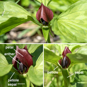 The apical flowers of prairie trillium have three green sepals that are reflexed so they point down, three maroon petals, six maroon stamens with dark purple anthers incurved toward the center of the flower, and three purple styles with divergent stigmas hidden from view by the stamens. The fruit is a green, six-angled, ovoid berry 1" long; the seeds have an oily food appendage (an elaiosome) that encourages ants to carry them away. Despite the name, prairie trillium does not occur on prairies; it is a shade-loving, woodland plant like the other local trillium, large-flowered trillium (Trillium grandiflorum). Prairie trillium is superficially similar to toadshade (Trillium sessile), but in toadshade the sepals are spread (perpendicular to the stalk), not recurved (parallel to the stalk, pointed down). In addition, the leaves of toadshade are sessile (no petiole) and rarely have the troutlily-like mottling on the leaves that is seen on prairie trillium. The stamens of toadshade are yellow, not maroon. Toadshade does occur in Illinois, but it is less common, and I have yet to see it in Jackson Park.