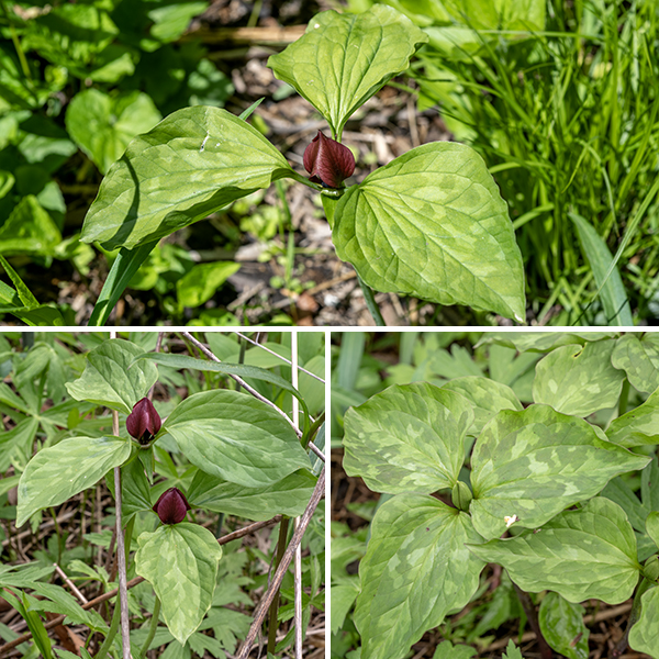 Prairie trillium is a native perennial with a single stem; it is a stately plant that grows to 16" tall (including the flower). The stem is usually reddish-purple, stout, and round in section, with a whorl of three leaves at the apex, just below the sessile flower. The leaves are up to 6" long and 3" across, oval, with short (1/2") but distinct petioles (i.e., the leaves are not sessile) and smooth margins. The upper surface of the leaf is mottled with light and darker green rectangular patches reminiscent of troutlily (Erythronium albidum) leaves; the underside of the leaves is a uniform pale green.
