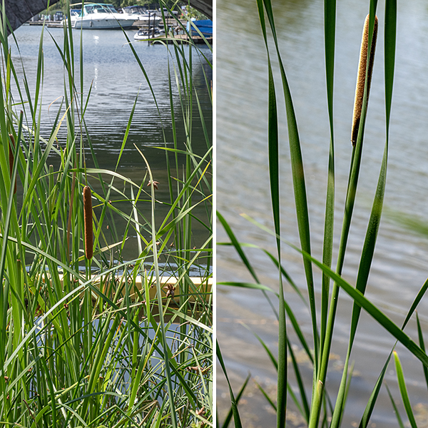 Narrow-leaved cattail is a native perennial that grows to 3-7 feet tall (mostly the flowering stalk). The flowering stalk is green, hairless, round in section and quite resistant to bending. The leaves arise from the base of the plant where they are wrapped in a sheath; they are 1.5-6 feet long and 1/2" across, flat or slightly concave on the inner face of the blade, convex on the outer face, with parallel venation.
