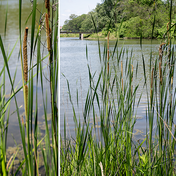 Narrow-leaved cattail is a native perennial that grows to 3-7 feet tall (mostly the flowering stalk). The flowering stalk is green, hairless, round in section and quite resistant to bending. The leaves arise from the base of the plant where they are wrapped in a sheath; they are 1.5-6 feet long and 1/2" across, flat or slightly concave on the inner face of the blade, convex on the outer face, with parallel venation. The stalk terminates in two spikes of unisexual flowers separated by a distinct gap (at least 1/2", usually several inches). The upper (staminate) spike is narrowly cylindrical, up to 8" long and 1/2" across, light yellow or light brown, and densely covered with staminate flowers (each bearing a single quartet of pollen grains) and numerous hairs. The lower (pistillate) spike is also cylindrical, up to 12" long and 3/4" across, brown or reddish brown in color, and densely covered with pistillate flowers and numerous hairs. The fertile pistillate flowers consist of a 1 mm long bractlet and a 1 mm long stipe that includes the ovary and a single, slender style; both are surrounded by several hairs. (Flora of North America (http://dev.floranorthamerica.org/Typha_angustifolia) and the Jepson Herbarium (https://ucjeps.berkeley.edu/eflora/eflora_display.php?tid=47466) have nice illustrations.) The flowers are wind pollinated. Some pistillate flowers are infertile and lack ovaries. Fertilized flowers produce a naked seed attached by a stalk to a tuft of white fibers; the seeds are dispersed by the wind. Narrow-leaved cattail can grow on wet soil or in water up to a foot deep.