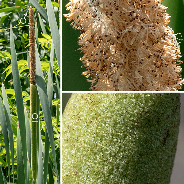 In common cattail, staminate (male) flowers are located in a spike on the top of the cattail less than a half inch above the spike of female flowers (typically the spikes abut). The upper (staminate) spike is narrowly cylindrical, up to 12" long and 3/4" across, yellow or light brown, and densely covered with staminate flowers (each bearing a single quartet of pollen grains) and numerous hairs. The lower (pistillate) spike is also cylindrical, up to 18" long and 1.5" across, greenish or blackish brown in color, and densely covered with pistillate flowers and numerous hairs. The staminate spike withers soon after the pollen is released; the pistillate spike persists through the autumn. The fertile pistillate flowers consist of a 4 mm long stipe that includes the ovary and a single, slender 2.5 mm long style with a flattened stigma; both are surrounded by several hairs. (The Jepson Herbarium (https://ucjeps.berkeley.edu/eflora/eflora_display.php?tid=47466) has a nice illustration.) The flowers are wind pollinated. Some pistillate flowers are infertile and lack ovaries. Fertilized flowers produce a naked seed attached by a stalk to a tuft of white fibers; the seeds are dispersed by the wind. Common cattail can grow on wet soil or in water up to 1.5 feet deep. It often reproduces vegetatively from horizontal rhizomes buried in the soil/mud. The narrow-leaved cattail (Typha angustifolia) has narrower leaves (1/2"), smaller flower spikes (both in length and diameter) and the male flower spike is located a few inches above the female flower spike.