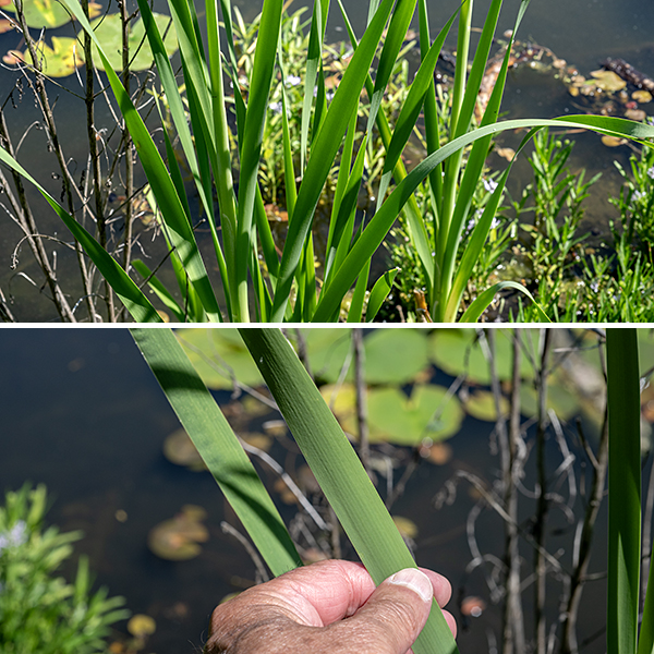 Common cattail (aka, broad-leaved cattail) is a native perennial that can reach heights of 4-9 feet. The flowering stalk is round in section, light green to green, and quite resistant to bending. The leaves are green or (more commonly) grayish-blue, alternate, and arise from the base of the plant where they are surrounded by a sheath; they are stiff and strap-like, parallel-veined, 1" wide, and up to seven feet long, with a tendency to droop towards their tips.
