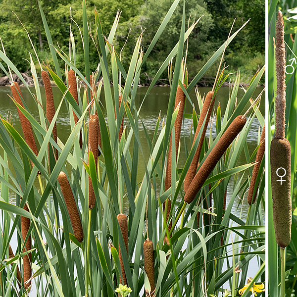 Common cattail (aka, broad-leaved cattail) is a native perennial that can reach heights of 4-9 feet. The flowering stalk is round in section, light green to green, and quite resistant to bending. The leaves are green or (more commonly) grayish-blue, alternate, and arise from the base of the plant where they are surrounded by a sheath; they are stiff and strap-like, parallel-veined, 1" wide, and up to seven feet long, with a tendency to droop towards their tips. Staminate (male) flowers are located in a spike on the top of the cattail less than a half inch above the spike of female flowers (typically the spikes abut). The upper (staminate) spike is narrowly cylindrical, up to 12" long and 3/4" across, yellow or light brown, and densely covered with staminate flowers (each bearing a single quartet of pollen grains) and numerous hairs. The lower (pistillate) spike is also cylindrical, up to 18" long and 1.5" across, greenish or blackish brown in color, and densely covered with pistillate flowers and numerous hairs. The staminate spike withers soon after the pollen is released; the pistillate spike persists through the autumn. The fertile pistillate flowers consist of a 4 mm long stipe that includes the ovary and a single, slender 2.5 mm long style with a flattened stigma; both are surrounded by several hairs. (The Jepson Herbarium (https://ucjeps.berkeley.edu/eflora/eflora_display.php?tid=47466) has a nice illustration.) The flowers are wind pollinated. Some pistillate flowers are infertile and lack ovaries. Fertilized flowers produce a naked seed attached by a stalk to a tuft of white fibers; the seeds are dispersed by the wind. Common cattail can grow on wet soil or in water up to 1.5 feet deep. It often reproduces vegetatively from horizontal rhizomes buried in the soil/mud. The narrow-leaved cattail (Typha angustifolia) has narrower leaves (1/2"), smaller flower spikes (both in length and diameter) and the male flower spike is located a few inches above the female flower spike.