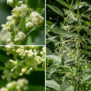 Stinging nettle plants are dioecious (unisexual) with male (staminate) and female (pistillate) flowers on separate plants. Flowers occur in knobby clusters (panicles) that arise from the leaf axils. Neither pistillate nor staminate flowers have any petals. Staminate flowers have four light green, identical sepals cupping four short stamens. Pistillate flowers also have four sepals but two are narrowly lance-shaped, about a millimeter long, and free, alternating with two sepals that are 1.4-1.8 mm long and cupped around the ovary; styles are absent but the single stigma is long and feathery. The fruit is a flattened, oval to egg-shaped seed, less than 1/16" long.
