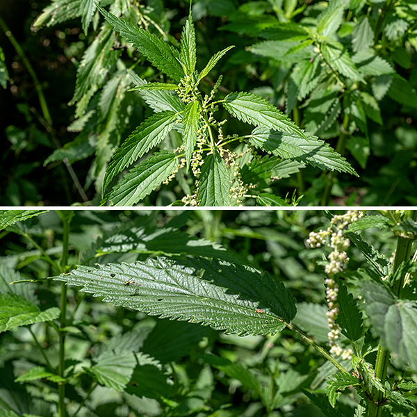 Stinging nettle's stem is square (four-angled) in section, up to 6.5 feet tall, usually unbranched, and may have bristly stinging hairs. The leaves are opposite, oblong or lance-shaped, tapering to a pointed tip, 3-6" long and 1/2-1.5" across, not varying much in size with position on the stem. They have coarsely and sharply serrated margins and the veins are sunken on the upper surface of the blade, raised on the underside. Both leaf petioles and the stems may bear bristle-like stinging hairs.