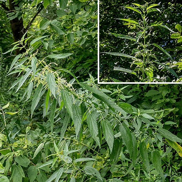 Stinging nettle (aka, tall nettle) has a complicated biogeographic history. The subspecies "Urtica dioica gracilis" is native, while the subspecies "Urtica dioica dioica" is an exotic that is native to Europe and Asia. Thus, you may see stinging nettle listed as either "native" or "exotic." Both subspecies are perennials, and both occur in Illinois, but I won't even try to sort them out here — most features are the same for both subspecies. The stem is square (four-angled) in section, up to 6.5 feet tall, usually unbranched, and may have bristly stinging hairs. The leaves are opposite, oblong or lance-shaped, tapering to a pointed tip, 3-6" long and 1/2-1.5" across, not varying much in size with position on the stem. They have coarsely and sharply serrated margins and the veins are sunken on the upper surface of the blade, raised on the underside. Both leaf petioles and the stems may bear bristle-like stinging hairs. The plants are dioecious (unisexual) with male (staminate) and female (pistillate) flowers on separate plants. Flowers occur in knobby clusters (panicles) that arise from the leaf axils. Neither pistillate nor staminate flowers have any petals. Staminate flowers have four light green, identical sepals cupping four short stamens. Pistillate flowers also have four sepals but two are narrowly lance-shaped, about a millimeter long, and free, alternating with two sepals that are 1.4-1.8 mm long and cupped around the ovary; styles are absent but the single stigma is long and feathery. The fruit is a flattened, oval to egg-shaped seed, less than 1/16" long.