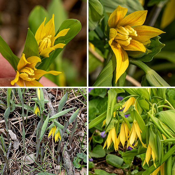 Each side stem of yellow bellwort produces a single, elongate bell-shaped flower at its tip. The flowers droop on their stem-like pedicels (about 1 " long) such that they open downwards and are often partially hidden by the leaves. Each flower is 1-2" long and consists of six yellow tepals twisted along their length (often with greenish bases), six white stamens with elongated yellow anthers, and a pistil with a three-lobed stigma. The fruit is a three-section capsule that looks (vaguely) like three fat triangles with oval bases, stuck base to base to base. Seeds are freed when the capsule splits. Seed dispersal is added by the attraction of ants to a fleshy, nutrient-rich appendage (an elaiosome) on the seed; the ants carry the seed back to their nest where they eat the elaiosome and abandon the seed.