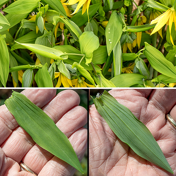 Yellow bellwort (aka, large-flowered bellwort) is a native perennial, a member of the spring ephemerals; it grows only 1-2 feet tall but makes up for its short stature with drooping leaves and flowers, giving it a peek-a-boo charm. Young plants have a single main stem; mature plants divide into 2-3 secondary (side) stems. The stems are round in section, hollow, hairless, light green or pale reddish green, and have a waxy or powdery bloom (like a plum or a grape). The leaves are alternate, oval, 6" long and 2" wide, sharply pointed, and (as the plants are monocots) parallel-veined; the base of each leaf completely surrounds the stem so the leaves appear to be penetrated (perfoliate) by the stalk.