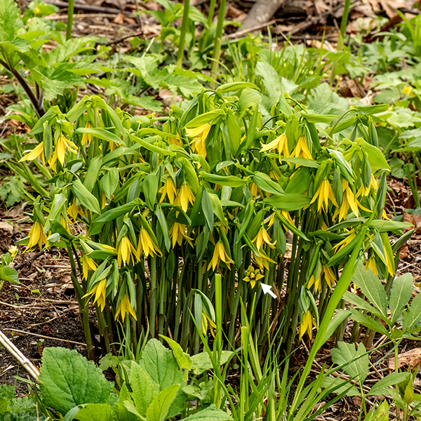 Yellow bellwort (aka, large-flowered bellwort) is a native perennial, a member of the spring ephemerals; it grows only 1-2 feet tall but makes up for its short stature with drooping leaves and flowers, giving it a peek-a-boo charm. Young plants have a single main stem; mature plants divide into 2-3 secondary (side) stems. The stems are round in section, hollow, hairless, light green or pale reddish green, and have a waxy or powdery bloom (like a plum or a grape). The leaves are alternate, oval, 6" long and 2" wide, sharply pointed, and (as the plants are monocots) parallel-veined; the base of each leaf completely surrounds the stem so the leaves appear to be penetrated (perfoliate) by the stalk. Each side stem produces a single, elongate bell-shaped flower at its tip. The flowers droop on their stem-like pedicels (about 1 " long) such that they open downwards and are often partially hidden by the leaves. Each flower is 1-2" long and consists of six yellow tepals twisted along their length (often with greenish bases), six white stamens with elongated yellow anthers, and a pistil with a three-lobed stigma. The fruit is a three-section capsule that looks (vaguely) like three fat triangles with oval bases, stuck base to base to base. Seeds are freed when the capsule splits. Seed dispersal is added by the attraction of ants to a fleshy, nutrient-rich appendage (an elaiosome) on the seed; the ants carry the seed back to their nest where they eat the elaiosome and abandon the seed.