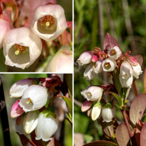 Clusters of lowbush blueberry's flowers develop on the previous year's twigs. The flowers are about 1/4" long, urn- or bell-shaped, nodding, white, and waxy. The flowers contain a short, green calyx with five teeth; a short, tubular corolla that is pinkish white or white with five triangular, recurved lobes around its margin; ten stamens with reddish brown anthers recessed behind the margin of the corolla and clustered around the style; and a single style whose stigma extends right to the margin of the corolla. Fertilized flowers are replaced by approximately 8 mm diameter berries, initially green but turning dark blue with a whitish bloom as they mature. (I.e., they look — and taste — like blueberries.)