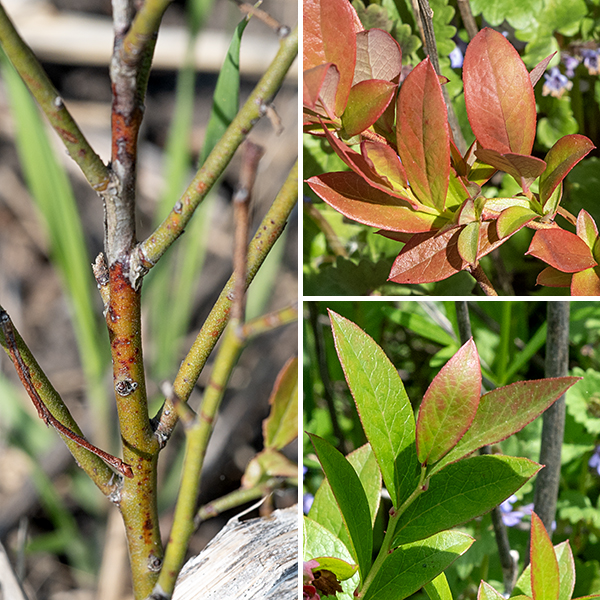 Lowbush blueberry is a native shrub that grows only 6-24" tall; it is the source of commercial blueberries in New England and the Canadian maritime provinces. Older shrubs have the woody trunks and branches covered with reddish brown or gray shredded bark; twigs and young shoots are green or brownish red. In some years, the lowbush blueberry plants in Jackson Park produce leaves with an orangish-red tinge. The leaves are alternate, 3/4-1.5" long and a third to half as wide, medium to dark green, elliptic in outline and pointed on both ends, with finely serrated margins and short (1/8") petioles.