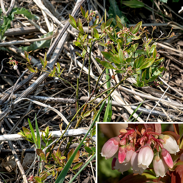 Lowbush blueberry is a native shrub that grows only 6-24" tall; it is the source of commercial blueberries in New England and the Canadian maritime provinces. Older shrubs have the woody trunks and branches covered with reddish brown or gray shredded bark; twigs and young shoots are green or brownish red. In some years, the lowbush blueberry plants in Jackson Park produce leaves with an orangish-red tinge. The leaves are alternate, 3/4-1.5" long and a third to half as wide, medium to dark green, elliptic in outline and pointed on both ends, with finely serrated margins and short (1/8") petioles. Clusters of flowers develop on the previous year's twigs. The flowers are about 1/4" long, urn- or bell-shaped, nodding, white, and waxy. The flowers contain a short, green calyx with five teeth; a short, tubular corolla that is pinkish white or white with five triangular, recurved lobes around its margin; ten stamens with reddish brown anthers recessed behind the margin of the corolla and clustered around the style; and a single style whose stigma extends right to the margin of the corolla. Fertilized flowers are replaced by approximately 8 mm diameter berries, initially green but turning dark blue with a whitish bloom as they mature. (I.e., they look — and taste — like blueberries.)