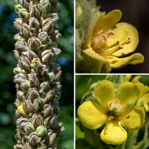 The apex of the common mullein plant is a club-shaped flower spike 6-24" long, covered with scattered light-yellow flowers each 3/4" across. Individual flowers have five hairy, green sepals; five pale yellow petals (the lower two slightly larger than the upper three); five stamens with reddish-orange anthers; and a single green style with a heart- or disc-shaped stigma. The upper three stamens are shorter than the other two stamens and covered with white or yellow hairs; the lower two stamens are longer and largely hairless. The fruit is an oval, two-celled seed capsule, brown when mature, each cell filled with numerous (25-150) tiny orange to brown seeds. Common mullein is immediately recognizable and impossible to confuse with any other local plant.