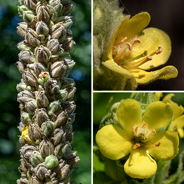 The apex of the common mullein plant is a club-shaped flower spike 6-24" long, covered with scattered light-yellow flowers each 3/4" across. Individual flowers have five hairy, green sepals; five pale yellow petals (the lower two slightly larger than the upper three); five stamens with reddish-orange anthers; and a single green style with a heart- or disc-shaped stigma. The upper three stamens are shorter than the other two stamens and covered with white or yellow hairs; the lower two stamens are longer and largely hairless. The fruit is an oval, two-celled seed capsule, brown when mature, each cell filled with numerous (25-150) tiny orange to brown seeds. Common mullein is immediately recognizable and impossible to confuse with any other local plant.