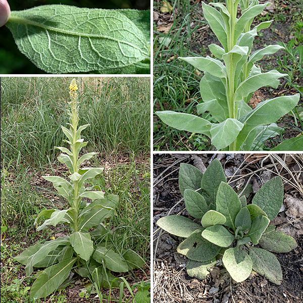 Common mullein (aka, great mullein) is a biennial exotic native to the Old World. It had already been introduced to North America by the mid 1700s and reached the Midwest by 1839; it is now naturalized throughout most of North America. It looks like a plant that escaped from a science fiction movie — up to seven feet tall, with weirdly fuzzy leaves up to a 15" long. During its first year, common mullein produces a basal rosette 1-2 feet across. The basal leaves are 3-20" long, sessile or with a short, winged petiole, and densely hairy. During its second year, the plant bolts, quickly producing an aggressively erect stem 3-7 feet tall (usually unbranched), densely wooly with white hairs and bearing alternate stem leaves that are oval with a blunt tip. Both the stem itself and the stem leaves are densely covered with fine white hairs; they are whitish- or greyish-green. The blade of the stem leaves is oval with a texture like felt. The lower stem leaves are up to 15" long and 5" across, tapering gradually to a winged base; the upper stem leaves fuse with the stem but the wings of the leaf base continue on down the stem.