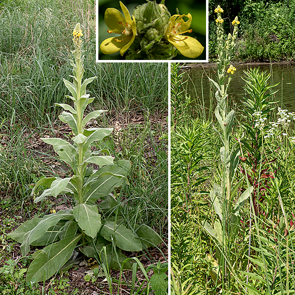 Common mullein (aka, great mullein) is a biennial exotic native to the Old World. It had already been introduced to North America by the mid 1700s and reached the Midwest by 1839; it is now naturalized throughout most of North America. It looks like a plant that escaped from a science fiction movie — up to seven feet tall, with weirdly fuzzy leaves up to a 15" long. During its first year, common mullein produces a basal rosette 1-2 feet across. The basal leaves are 3-20" long, sessile or with a short, winged petiole, and densely hairy. During its second year, the plant bolts, quickly producing an aggressively erect stem 3-7 feet tall (usually unbranched), densely wooly with white hairs and bearing alternate stem leaves that are oval with a blunt tip. Both the stem itself and the stem leaves are densely covered with fine white hairs; they are whitish- or greyish-green. The blade of the stem leaves is oval with a texture like felt. The lower stem leaves are up to 15" long and 5" across, tapering gradually to a winged base; the upper stem leaves fuse with the stem but the wings of the leaf base continue on down the stem. The apex of the plant is a club-shaped flower spike 6-24" long, covered with scattered light-yellow flowers each 3/4" across. Individual flowers have five hairy, green sepals; five pale yellow petals (the lower two slightly larger than the upper three); five stamens with reddish-orange anthers; and a single green style with a heart- or disc-shaped stigma. The upper three stamens are shorter than the other two stamens and covered with white or yellow hairs; the lower two stamens are longer and largely hairless. The fruit is an oval, two-celled seed capsule, brown when mature, each cell filled with numerous (25-150) tiny orange to brown seeds. Common mullein is immediately recognizable and impossible to confuse with any other local plant.
