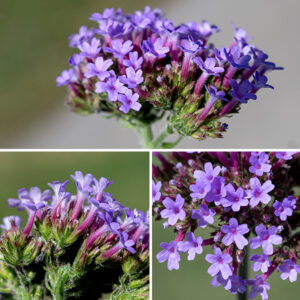 Purpletop vervain flowers occur in dense, flat-topped clusters 1-3" across. Individual flowers are about 1/4" (5-6 mm) long and 8-9 mm long. The flowers contain a short, tubular, hairy calyx with five teeth; a pinkish purple, tubular corolla with five spreading lobes that have notched tips; four stamens which do not extend beyond the throat of the flower; and a pistil with a single style. The fruit is four nutlets, cupped in the remnants of the calyx as they mature.