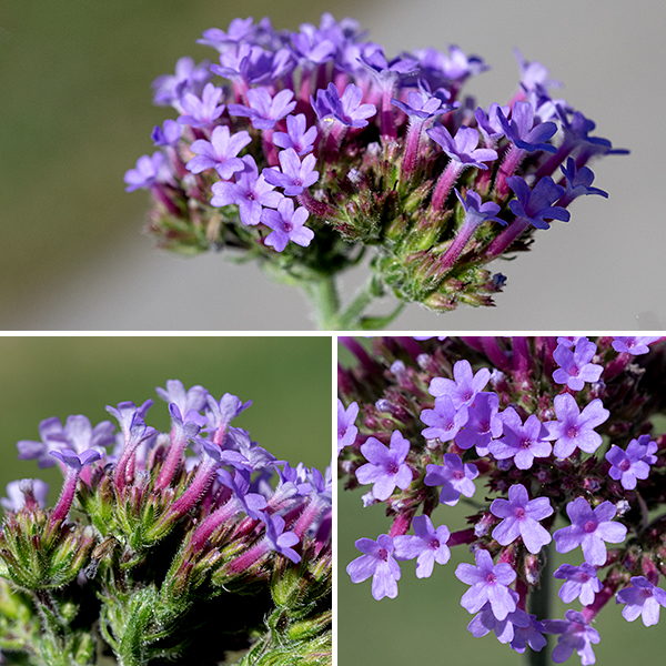 Purpletop vervain flowers occur in dense, flat-topped clusters 1-3" across. Individual flowers are about 1/4" (5-6 mm) long and 8-9 mm long. The flowers contain a short, tubular, hairy calyx with five teeth; a pinkish purple, tubular corolla with five spreading lobes that have notched tips; four stamens which do not extend beyond the throat of the flower; and a pistil with a single style. The fruit is four nutlets, cupped in the remnants of the calyx as they mature.