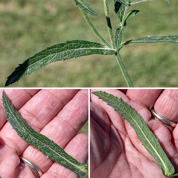 Purpletop vervain is an exotic annual in Illinois but, in its native South America, the species is a perennial. Here it grows 1.5-4 feet tall, most of that the light green, coarsely hairy, four-angled central stem. Branches occur only in its upper regions of the stem. The stem leaves are opposite and mostly restricted to the lower half of the stem; only a few leaves are scattered across the upper half. The leaves range from 1.5-4" long and 1/4-3/4" wide, the smaller leaves occur higher on the stem. The stem leaves are elongate oblongs, often curved laterally along their long axis, with coarsely dentate margins, gray-green or olive-green in color, hairless, and wrinkled. The leaf base clasps the stem.