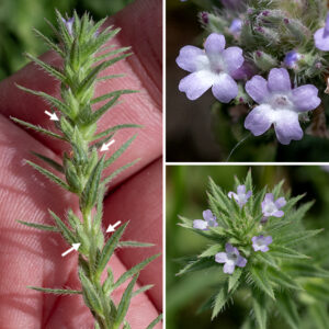 Prostrate vervain stems produce dense spikes of flowers at their tips. Beneath each flower is a 3/4" long, narrow bract with long, whitish hairs; the bracts make up the erect or sprawling flower spike (6" long, 3/4" across), with blooming flowers at the tip and fruits maturing below. Individual flowers are about 1/8" across, with a narrow, very hairy, basal calyx extending into five sharply pointed lobes, and a narrow, tubular corolla that abruptly flares into five rounded lobes ("petals") surrounding a white or greenish-white throat; the upper two lobes are slightly smaller than the lower three. Both the calyx and corolla are the same color whether light blue, purple, or pink. Hidden in the throat of the corolla are four stamens with yellow anthers and a short style. The fruit consists of a capsule containing four nutlets that is nestled in the remains of the calyx. This plant is a pioneer in highly degraded habitats that is especially fond of cracks and crevices — despite its weedy appearance, prostrate vervain is a native species. In spite of the tiny size of its anatomical characters, this is a relatively straightforward plant to confidently identify from the hairy stems, leaves, and flower spikes and the tiny, lavender apical flowers.