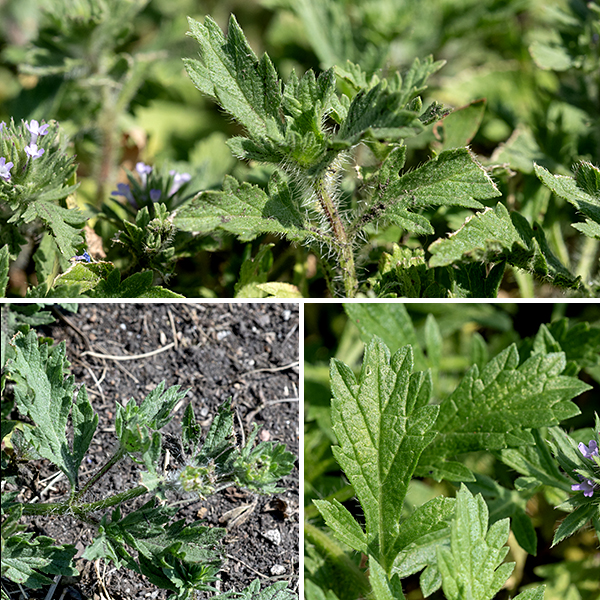 Prostrate vervain (aka, big-bract vervain, creeping vervain) is a native annual (or sometimes perennial), an inconspicuous, low, sprawling, plant, 6-8" high. In open areas prostrate vervain can form a circular mat of stems and leaves. The stems are 6-18" long, moderately square in cross section (four-angled), profusely covered with long, white, spreading hairs. The leaves are up to 3" long and 1" wide but usually much smaller, opposite, and have abundant white hairs, especially on the underside and margins. Lower stem leaves have two relatively small basal lobes (missing in the upper stem leaves) and a terminal lobe, some with additional small lobes along the margins (approaching pinnatifid).