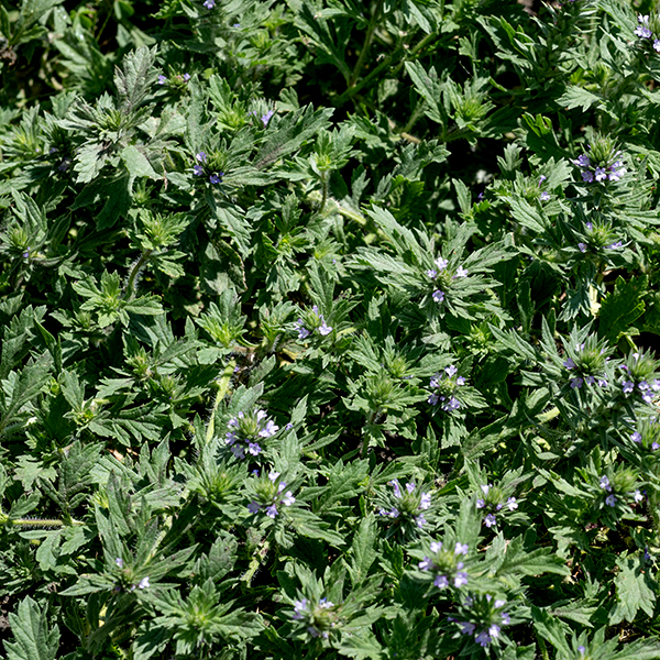 Prostrate vervain (aka, big-bract vervain, creeping vervain) is a native annual (or sometimes perennial), an inconspicuous, low, sprawling, plant, 6-8" high. In open areas prostrate vervain can form a circular mat of stems and leaves. The stems are 6-18" long, moderately square in cross section (four-angled), profusely covered with long, white, spreading hairs. The leaves are up to 3" long and 1" wide but usually much smaller, opposite, and have abundant white hairs, especially on the underside and margins. Lower stem leaves have two relatively small basal lobes (missing in the upper stem leaves) and a terminal lobe, some with additional small lobes along the margins (approaching pinnatifid). The stems produce dense spikes of flowers at their tips. Beneath each flower is a 3/4" long, narrow bract with long, whitish hairs; the bracts make up the erect or sprawling flower spike (6" long, 3/4" across), with blooming flowers at the tip and fruits maturing below. Individual flowers are about 1/8" across, with a narrow, very hairy, basal calyx extending into five sharply pointed lobes, and a narrow, tubular corolla that abruptly flares into five rounded lobes ("petals") surrounding a white or greenish-white throat; the upper two lobes are slightly smaller than the lower three. Both the calyx and corolla are the same color whether light blue, purple, or pink. Hidden in the throat of the corolla are four stamens with yellow anthers and a short style. The fruit consists of a capsule containing four nutlets that is nestled in the remains of the calyx. This plant is a pioneer in highly degraded habitats that is especially fond of cracks and crevices — despite its weedy appearance, prostrate vervain is a native species. In spite of the tiny size of its anatomical characters, this is a relatively straightforward plant to confidently identify from the hairy stems, leaves, and flower spikes and the tiny, lavender apical flowers.