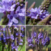 Flower spikes about 5" long cover the top of the blue vervain plants; they are densely covered with floral buds and flowers that bloom from the bottom of the spikes sequentially to the top. Below the open flowers are maturing fruits. Individual flowers are tubular, 1/4" long and across, with a grayish green to dark red, hairy calyx sporting five narrow teeth; a tubular, purplish-blue corolla twice the length of the calyx that abruptly flares into five equal, ovate lobes ("petals"); four recessed stamens; and a single, short style. The throat of the flower is "bearded" (occluded by light blue filaments extending to the middle of the opening) which hides the reproductive organs. This is the only vervain with a blue (not deep violet/lavender) color; other species are pink, white, or lavender. The fruit consists of four 2 mm long nutlets held in the remnants of the calyx. Blue vervain might be confused with hoary vervain, but the latter has larger (2x), lavender (not purplish-blue) flowers (with one lobe/petal notched and two larger than the other three), and ovate to egg-shaped (not lance-shaped) leaves that are sessile (not on petioles 1/2" long or longer). Blue vervain is especially common along the margins of the lagoons of Jackson Park.