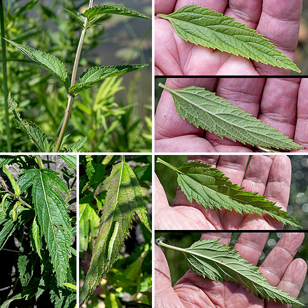 Blue vervain (aka, swamp vervain) is a native perennial up to five feet tall with occasional branches in the upper half but is a very spare plant (except for the delicate candelabras of blue flowers). The stems are green to reddish, square in section (four-angled), sometimes covered with appressed, white hairs. The leaves are opposite, light- to medium-green, lance-shaped, six times longer than wide, with 1/2-1" long petioles, prominent veins, and coarsely serrated margins; the lower leaves are three-lobed and rather halberd-shaped.