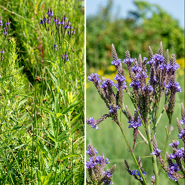 Blue vervain (aka, swamp vervain) is a native perennial up to five feet tall with occasional branches in the upper half but is a very spare plant (except for the delicate candelabras of blue flowers). The stems are green to reddish, square in section (four-angled), sometimes covered with appressed, white hairs. The leaves are opposite, light- to medium-green, lance-shaped, six times longer than wide, with 1/2-1" long petioles, prominent veins, and coarsely serrated margins; the lower leaves are three-lobed and rather halberd-shaped. Flower spikes about 5" long cover the top of the plant; they are densely covered with floral buds and flowers that bloom from the bottom of the spikes sequentially to the top. Below the open flowers are maturing fruits. Individual flowers are tubular, 1/4" long and across, with a grayish green to dark red, hairy calyx sporting five narrow teeth; a tubular, purplish-blue corolla twice the length of the calyx that abruptly flares into five equal, ovate lobes ("petals"); four recessed stamens; and a single, short style. The throat of the flower is "bearded" (occluded by light blue filaments extending to the middle of the opening) which hides the reproductive organs. This is the only vervain with a blue (not deep violet/lavender) color; other species are pink, white, or lavender. The fruit consists of four 2 mm long nutlets held in the remnants of the calyx. Blue vervain might be confused with hoary vervain, but the latter has larger (2x), lavender (not purplish-blue) flowers (with one lobe/petal notched and two larger than the other three), and ovate to egg-shaped (not lance-shaped) leaves that are sessile (not on petioles 1/2" long or longer). Blue vervain is especially common along the margins of the lagoons of Jackson Park.