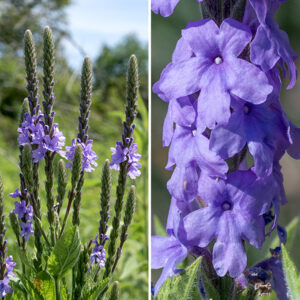 Hoary vervain flower spikes are 1-8" long; they are crowded with buds and bluish violet to lavender flowers 1/2" across that open sequentially from the bottom of the spike to the top; below the open flowers are maturing fruits. Individual flowers are tubular, 1/2" long and across, with a grayish green to reddish-purple, hairy calyx sporting five narrow teeth. The tubular, bluish violet to lavender corolla, twice the length of the calyx, abruptly flares into five ovate lobes ("petals"); the two lateral lobes are the largest, while the lower lobe(s) has/have a notched tip. Hidden in the tubular corolla are four recessed stamens with yellow anthers and a single, short green style. The fruits consist of four nutlets held in the remnants of the calyx.