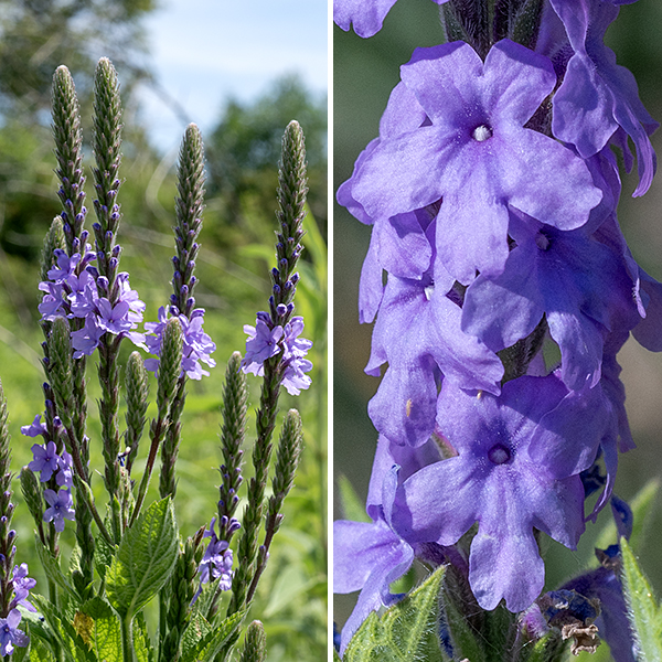 Hoary vervain flower spikes are 1-8" long; they are crowded with buds and bluish violet to lavender flowers 1/2" across that open sequentially from the bottom of the spike to the top; below the open flowers are maturing fruits. Individual flowers are tubular, 1/2" long and across, with a grayish green to reddish-purple, hairy calyx sporting five narrow teeth. The tubular, bluish violet to lavender corolla, twice the length of the calyx, abruptly flares into five ovate lobes ("petals"); the two lateral lobes are the largest, while the lower lobe(s) has/have a notched tip. Hidden in the tubular corolla are four recessed stamens with yellow anthers and a single, short green style. The fruits consist of four nutlets held in the remnants of the calyx.