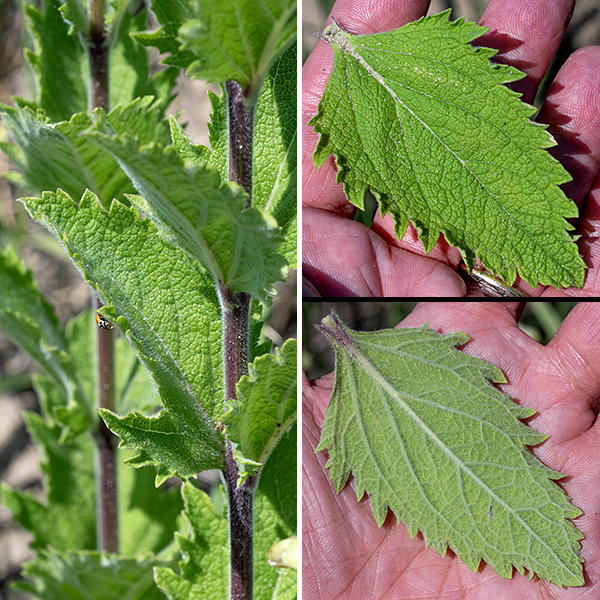 Hoary vervain is a native perennial up to 3.5 feet tall, branching occasionally. The stems are green to reddish-purple, square in section (four-angled), and densely covered with long, white hairs. The leaves are opposite, sessile, ovate to egg-shaped, up to 4" long and 3" across, with coarsely serrated (sometimes doubly serrated) margins. There is only a stub (less than 5 mm) of a petiole or none at all, and the leaves are covered with fine white hairs (especially the undersides). (Thus, the name "hoary.")