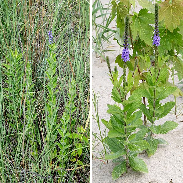 Hoary vervain is a native perennial up to 3.5 feet tall, branching occasionally. The stems are green to reddish-purple, square in section (four-angled), and densely covered with long, white hairs. The leaves are opposite, sessile, ovate to egg-shaped, up to 4" long and 3" across, with coarsely serrated (sometimes doubly serrated) margins. There is only a stub (less than 5 mm) of a petiole or none at all, and the leaves are covered with fine white hairs (especially the undersides). (Thus, the name "hoary.") Flower spikes are 1-8" long; they are crowded with buds and bluish violet to lavender flowers 1/2" across that open sequentially from the bottom of the spike to the top; below the open flowers are maturing fruits. Individual flowers are tubular, 1/2" long and across, with a grayish green to reddish-purple, hairy calyx sporting five narrow teeth. The tubular, bluish violet to lavender corolla, twice the length of the calyx, abruptly flares into five ovate lobes ("petals"); the two lateral lobes are the largest, while the lower lobe(s) has/have a notched tip. Hidden in the tubular corolla are four recessed stamens with yellow anthers and a single, short green style. The fruits consist of four nutlets held in the remnants of the calyx.