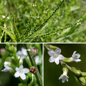 White vervain produces numerous 6" long, widely spaced flower spikes, each covered by tiny (1/8" wide) white flowers sparsely distributed along the length of the flower spike. Individual flowers consist of a hairy, tubular green calyx with five lance-like teeth and a curved, tubular corolla that abruptly flares into five short, rounded, brilliant-white lobes ("petals"). The throat of the flower is "bearded" (occluded by white filaments extending to the middle of the opening), hiding four stamens with greenish anthers, a green style, and a two-lobed stigma. The upper (more apical) two lobes of the corolla are slightly smaller than the other three (like prostrate vervain) and the tip of the lowermost lobe of the corolla is notched (like hoary vervain), but you're not likely to confuse white vervain with any other Verbena.  The fruit is four oblong nutlets nestled in the remnants of the calyx.