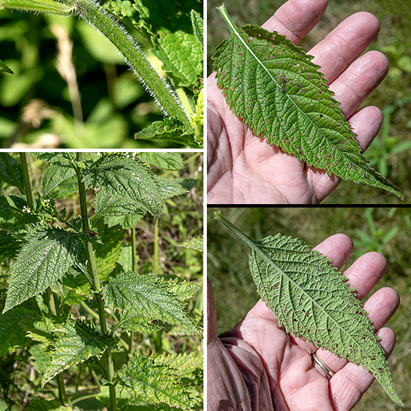White vervain (aka, nettle-leaved vervain) is a native perennial, a Verbena that went in the other direction from (the literally) prostrate vervain. White vervain is a tall (3-6 foot), gangly plant with long, sparse flower spikes. The main stem is light green, square in section (four-angled), hollow, and covered with long hairs. The leaves are opposite, up to 6" long and 2.25" wide, lance-shaped with a rounded base, coarsely serrated margins, and 2" long winged petioles; the veins appear to be impressed into the upper surface of the leaf blade. The leaves are strikingly similar to the leaves of stinging nettles.