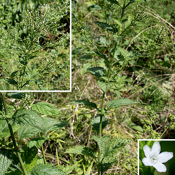 White vervain (aka, nettle-leaved vervain) is a native perennial, a Verbena that went in the other direction from (the literally) prostrate vervain. White vervain is a tall (3-6 foot), gangly plant with long, sparse flower spikes. The main stem is light green, square in section (four-angled), hollow, and covered with long hairs. The leaves are opposite, up to 6" long and 2.25" wide, lance-shaped with a rounded base, coarsely serrated margins, and 2" long winged petioles; the veins appear to be impressed into the upper surface of the leaf blade. The leaves are strikingly similar to the leaves of stinging nettles. There are numerous 6" long, widely spaced flower spikes, each covered by tiny (1/8" wide) white flowers sparsely distributed along the length of the flower spike. Individual flowers consist of a hairy, tubular green calyx with five lance-like teeth and a curved, tubular corolla that abruptly flares into five short, rounded, brilliant-white lobes ("petals"). The throat of the flower is "bearded" (occluded by white filaments extending to the middle of the opening), hiding four stamens with greenish anthers, a green style, and a two-lobed stigma. The upper (more apical) two lobes of the corolla are slightly smaller than the other three (like prostrate vervain) and the tip of the lowermost lobe of the corolla is notched (like hoary vervain), but you're not likely to confuse white vervain with any other Verbena.  The fruit is four oblong nutlets nestled in the remnants of the calyx.
