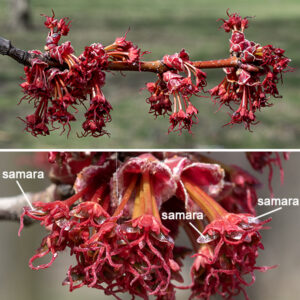 Perfect flowers are rare in red maple; individual trees may produce all male flowers, all female flowers, or both male flowers and female flowers on the same tree. Male flowers occur on the previous year's twigs (before the leaves open) as dense clusters 3/4-1" across composed of sessile flowers surrounded by bracts with hairy margins; each flower has five sepals and five petals (making up a red or sometimes yellow bell-shaped corolla), and 5-8 slender, projecting stamens two to three times longer than the sepals. The female flowers also occur on the previous year's twigs before the leaves open as dense (3/4-1" across) clusters of initially sessile flowers, but the pedicels of the flowers soon elongate (to 1/2-2") and the flowers begin to droop; each flower has five sepals and five petals (making up a red or sometimes yellow bell-shaped corolla), and a two celled, hairless ovary with a pair of robust, arching red styles in the center. The flowers are wind pollinated. Fertilized flowers are soon transformed into a pair of red, winged samaras (i.e, maple seeds) joined tip to tip. At maturity, the samaras are each 3/4-1" long.
