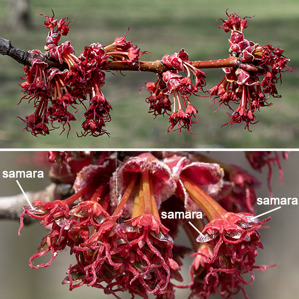 Perfect flowers are rare in red maple; individual trees may produce all male flowers, all female flowers, or both male flowers and female flowers on the same tree. Male flowers occur on the previous year's twigs (before the leaves open) as dense clusters 3/4-1" across composed of sessile flowers surrounded by bracts with hairy margins; each flower has five sepals and five petals (making up a red or sometimes yellow bell-shaped corolla), and 5-8 slender, projecting stamens two to three times longer than the sepals. The female flowers also occur on the previous year's twigs before the leaves open as dense (3/4-1" across) clusters of initially sessile flowers, but the pedicels of the flowers soon elongate (to 1/2-2") and the flowers begin to droop; each flower has five sepals and five petals (making up a red or sometimes yellow bell-shaped corolla), and a two celled, hairless ovary with a pair of robust, arching red styles in the center. The flowers are wind pollinated. Fertilized flowers are soon transformed into a pair of red, winged samaras (i.e, maple seeds) joined tip to tip. At maturity, the samaras are each 3/4-1" long.